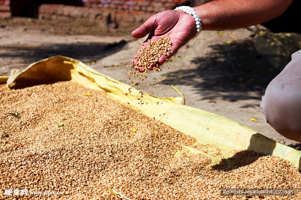 农人手工筛谷物场景