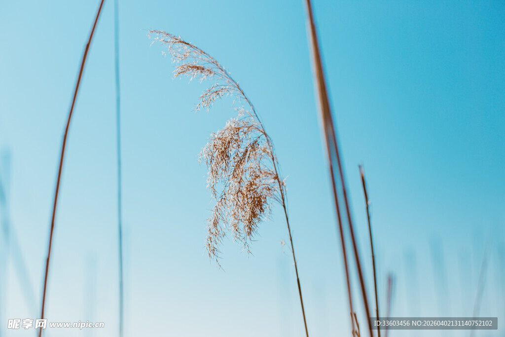 蓝天映衬下的摇曳芦苇