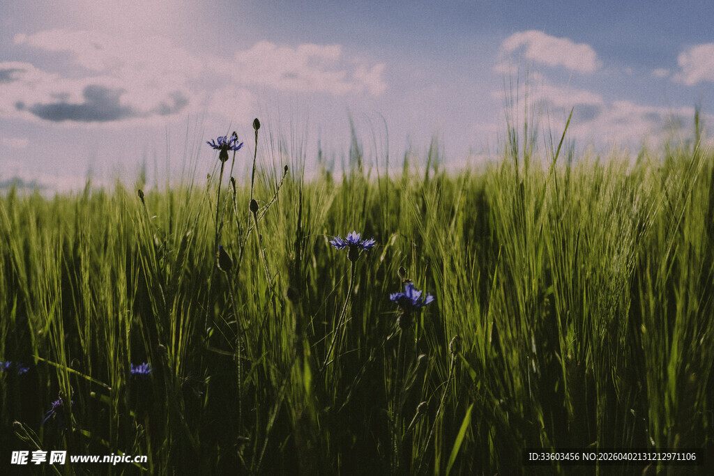 夏日绿野中的清新景致