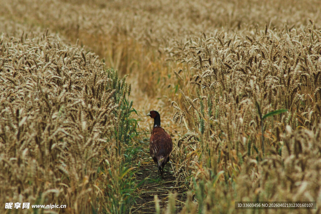 麦田中独行的身影