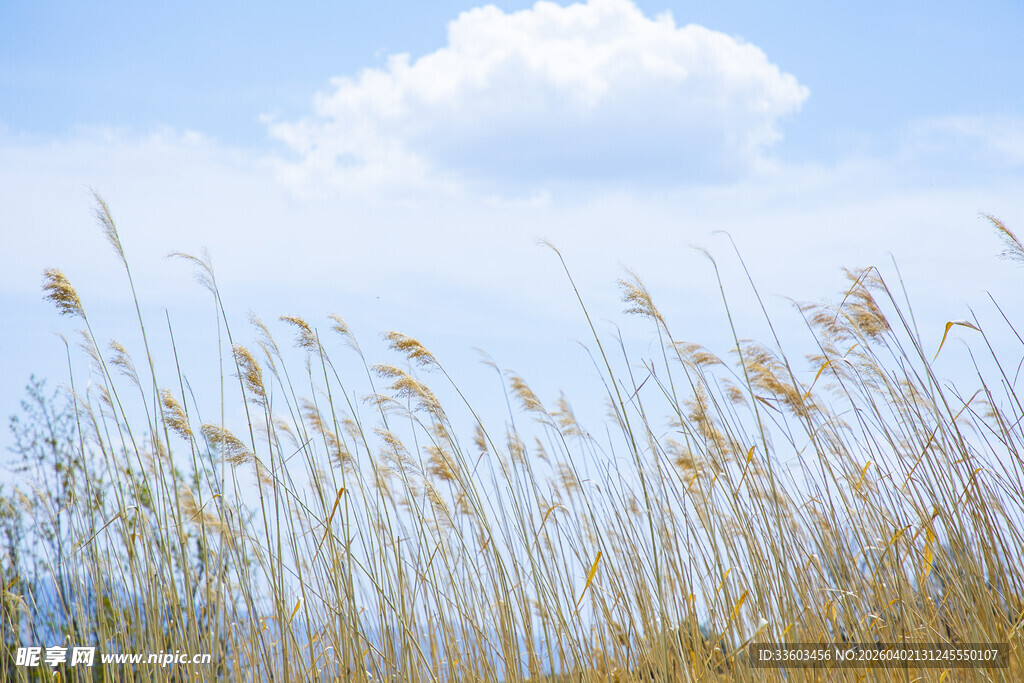 蓝天之下的摇曳芦苇