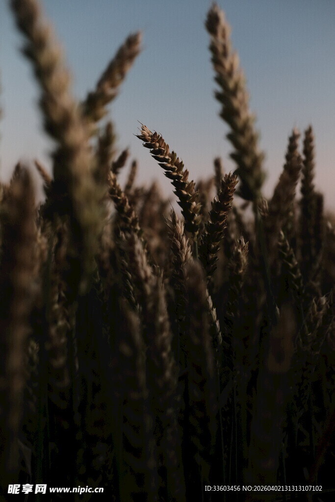 夕阳下的麦穗