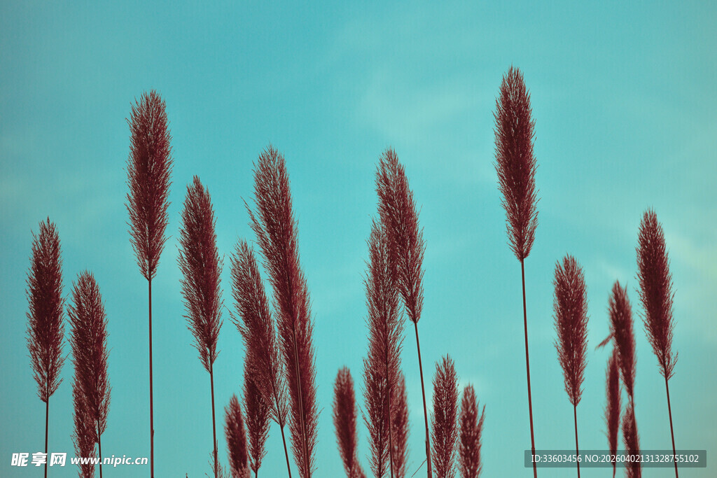 蓝天映衬下的红色狗尾草