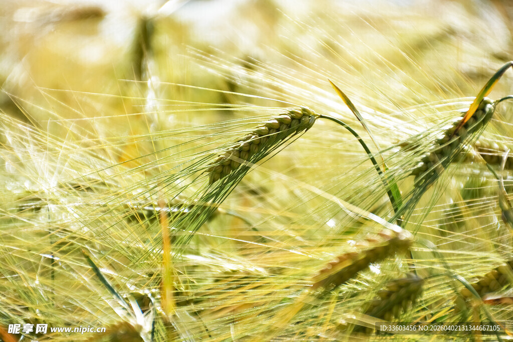 金黄麦田中的饱满麦穗