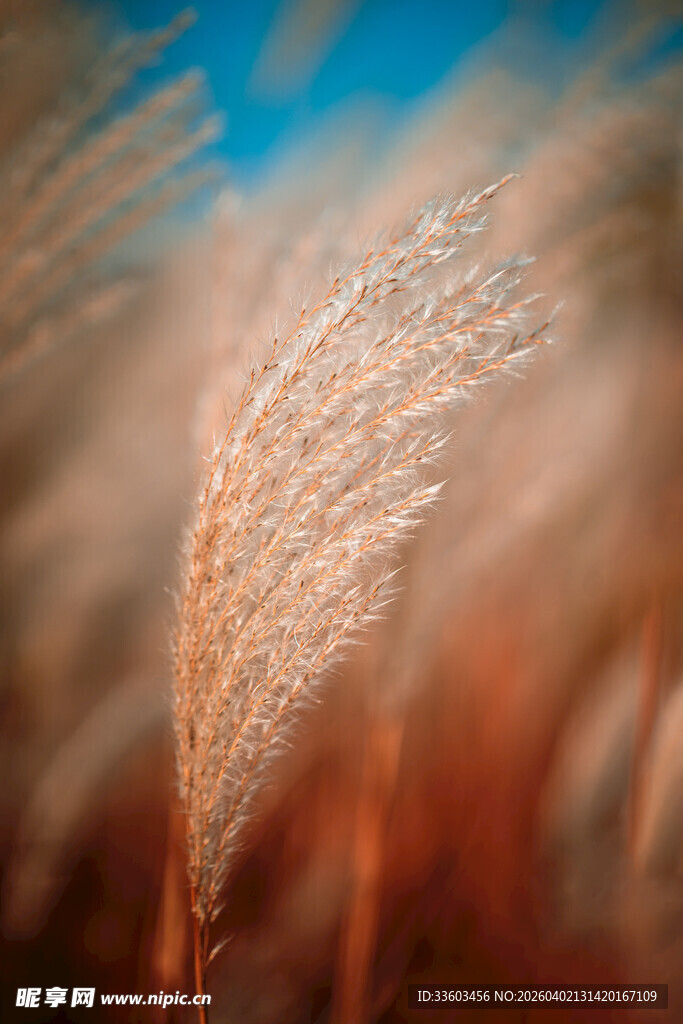 风中摇曳的芦苇