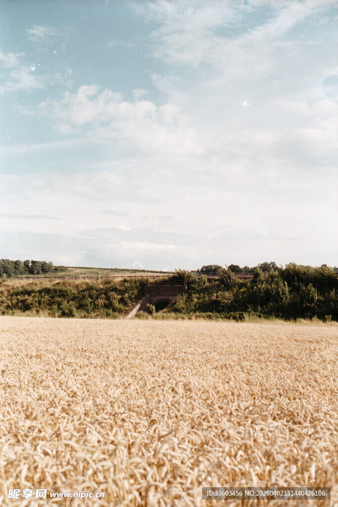 金黄麦田与远处葱郁树林