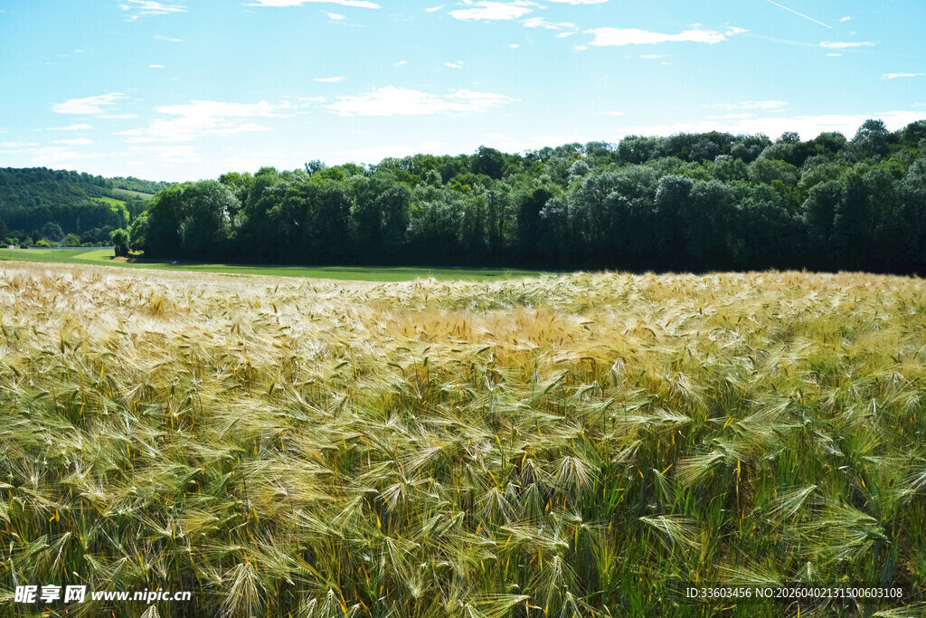 金黄麦田