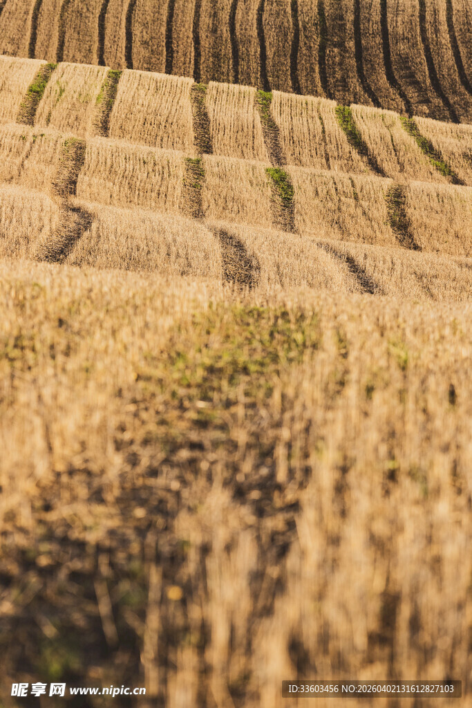 秋日田野的整齐田垄
