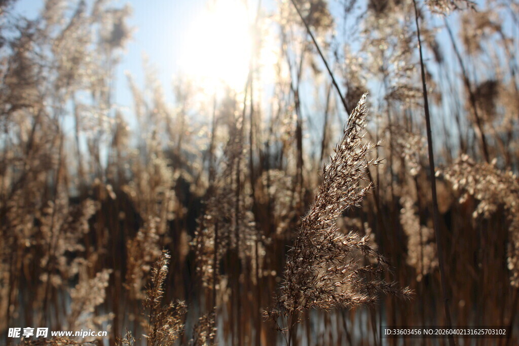 阳光照耀下的芦苇荡