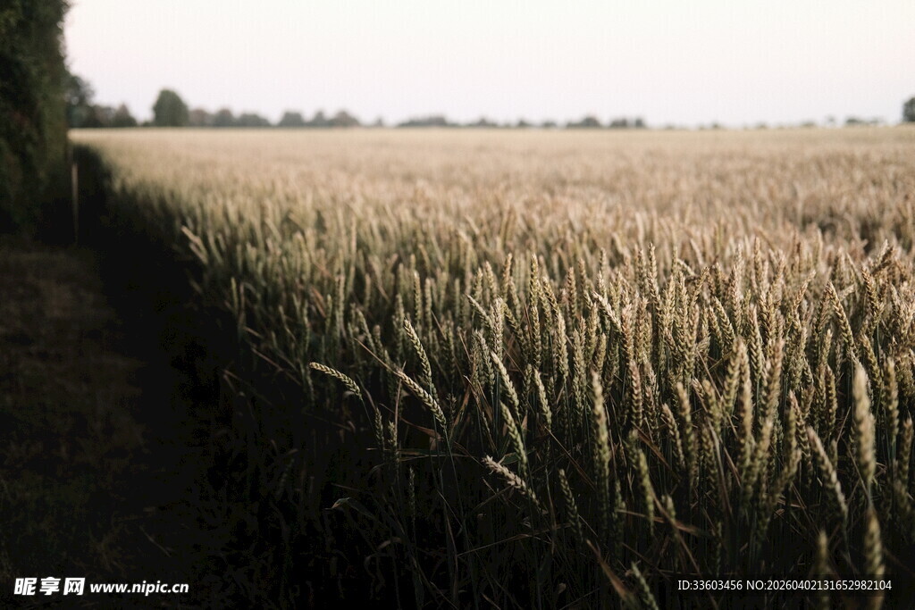 金黄麦田