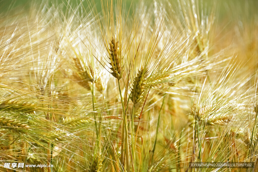 金黄麦田中的饱满麦穗