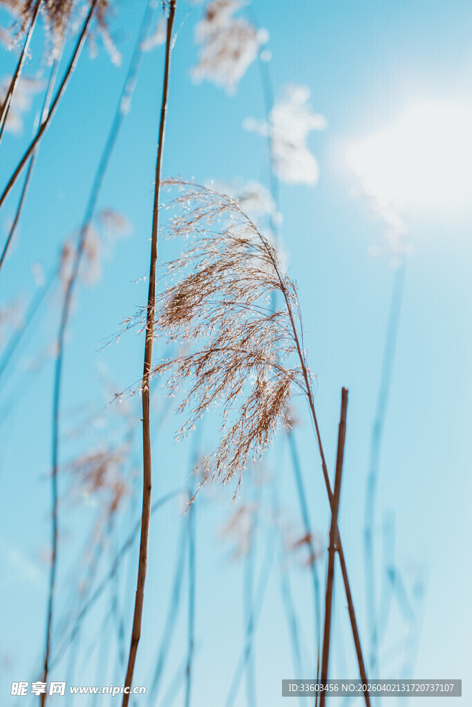 蓝天之下的摇曳芦苇