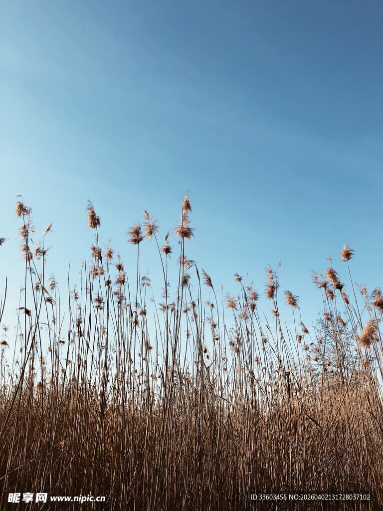 蓝天映衬下的野生植物
