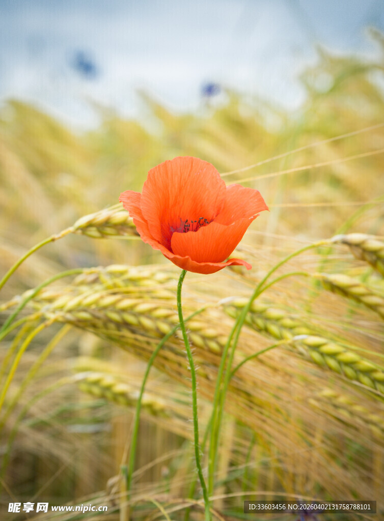 麦田中的鲜艳虞美人