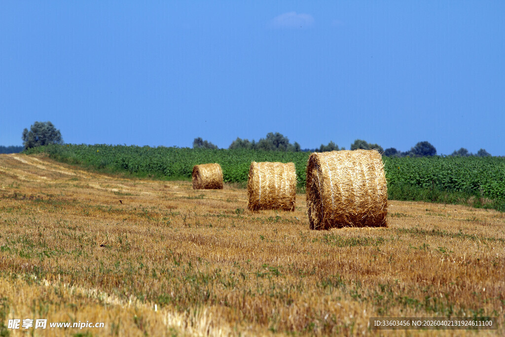 田野中的金黄干草卷