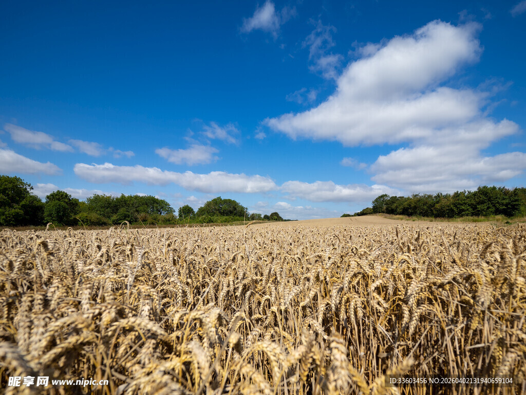 金黄麦田与蓝天白云美景