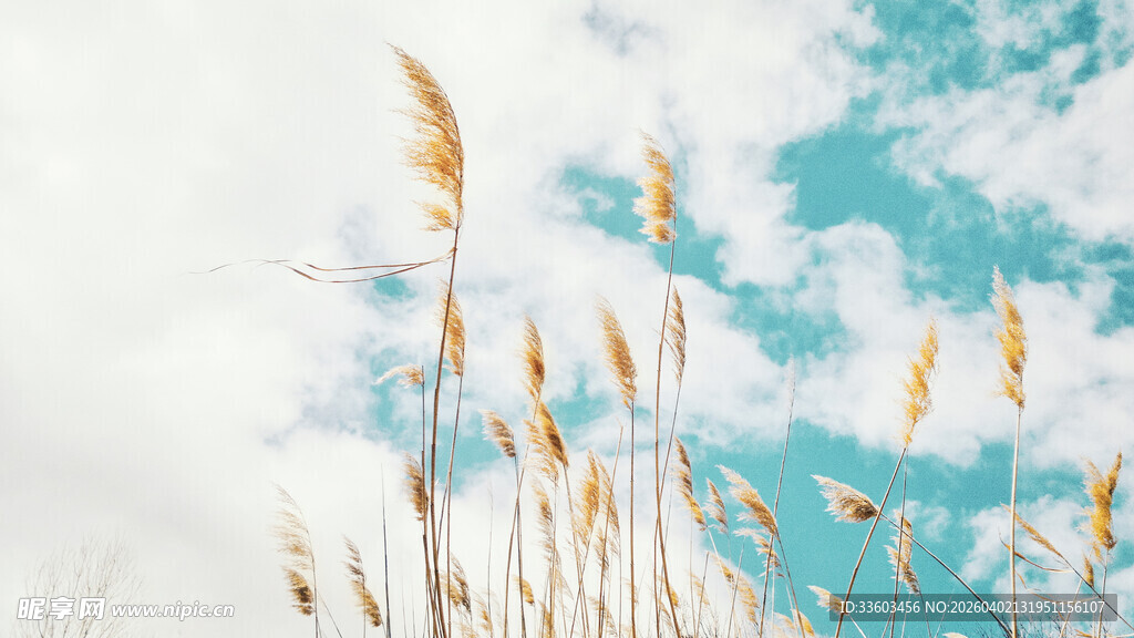 蓝天白云下的金黄芦苇