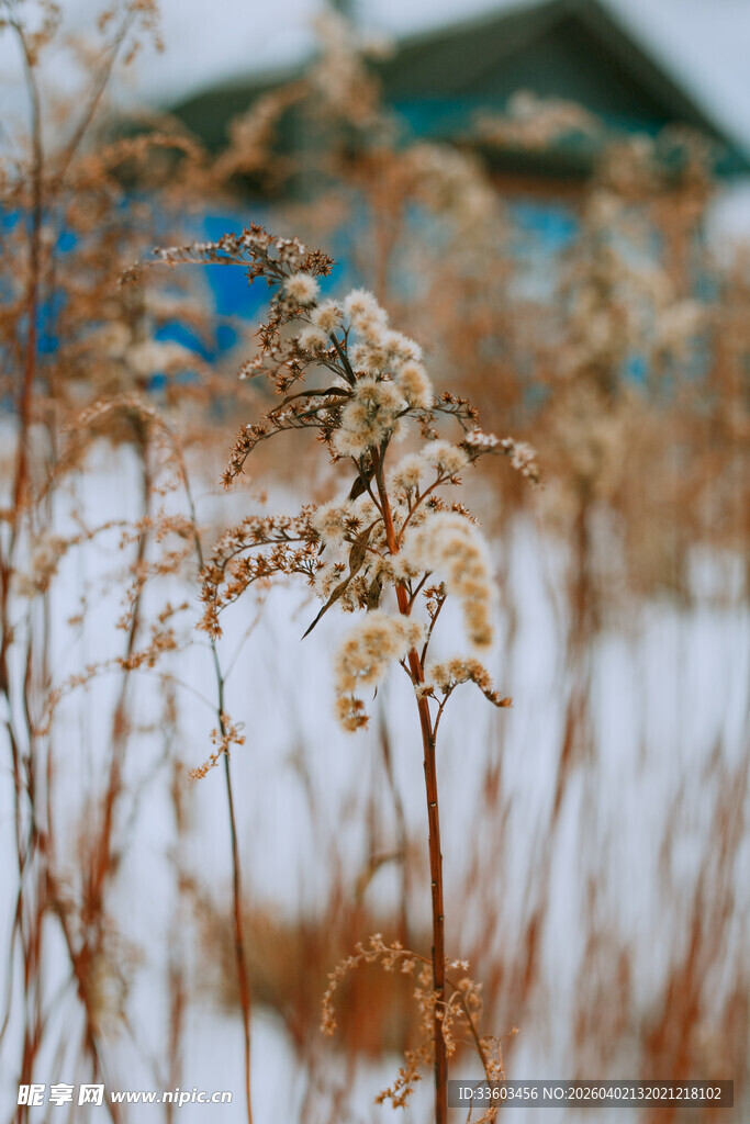 雪后枯萎植物特写