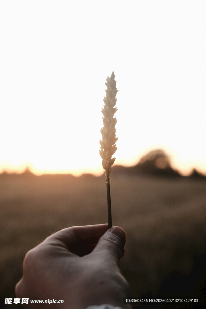 夕阳下手握纤细草茎