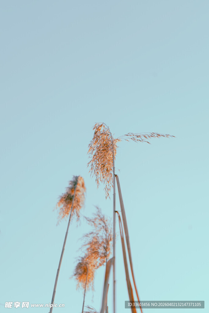 阳光下的芦苇