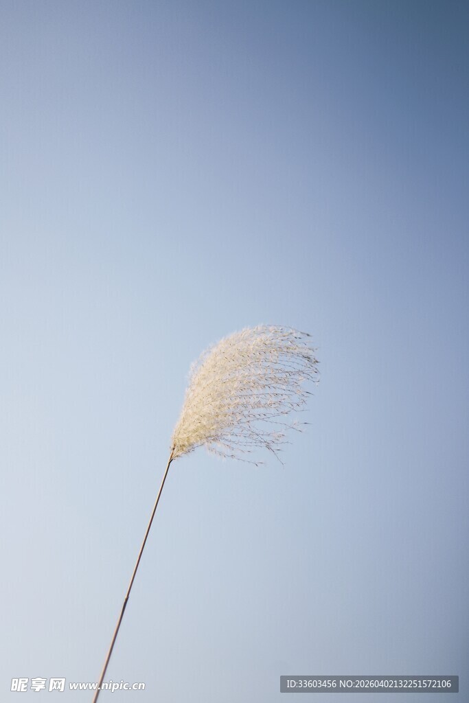 蓝天中的单株白色蒲苇