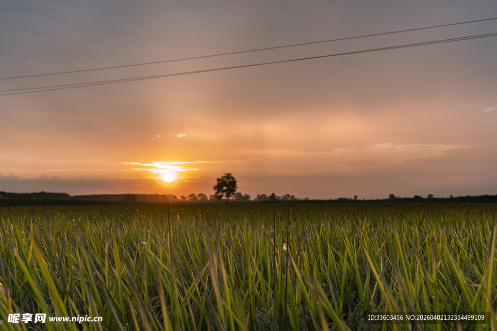 夕阳下的广袤稻田美景