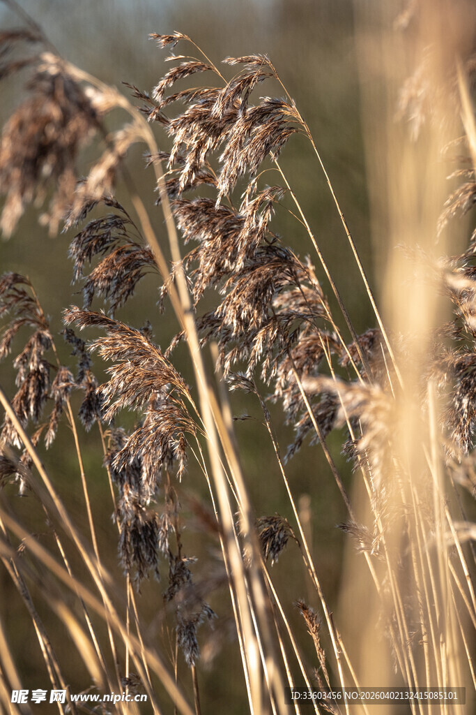 秋日芦苇随风摇曳