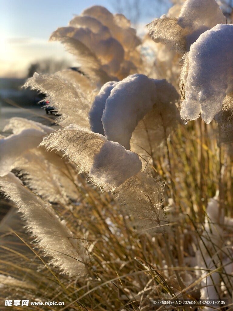 阳光下的蓬松芦苇
