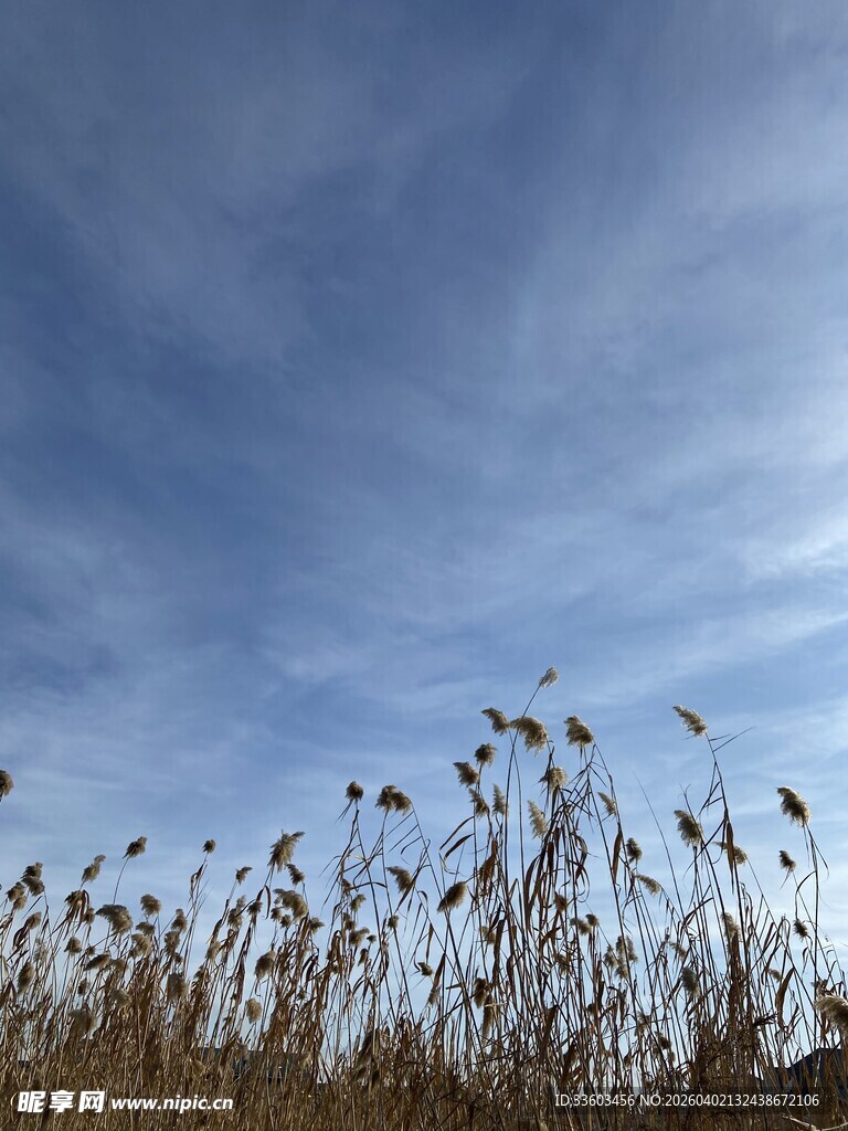 蓝天之下的蓬勃野草