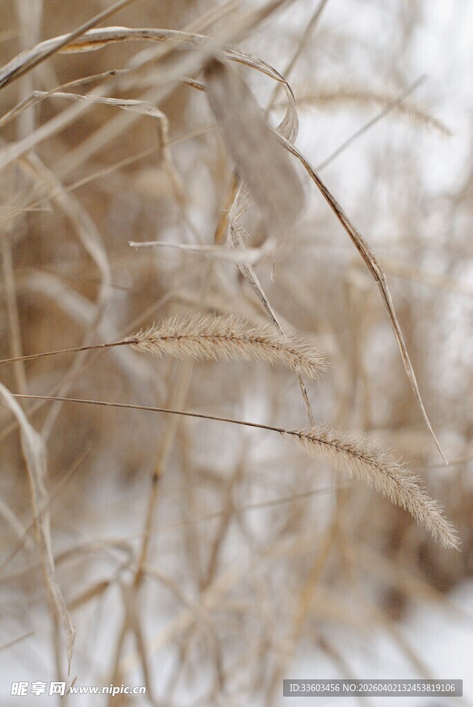 雪后枯萎芦苇特写