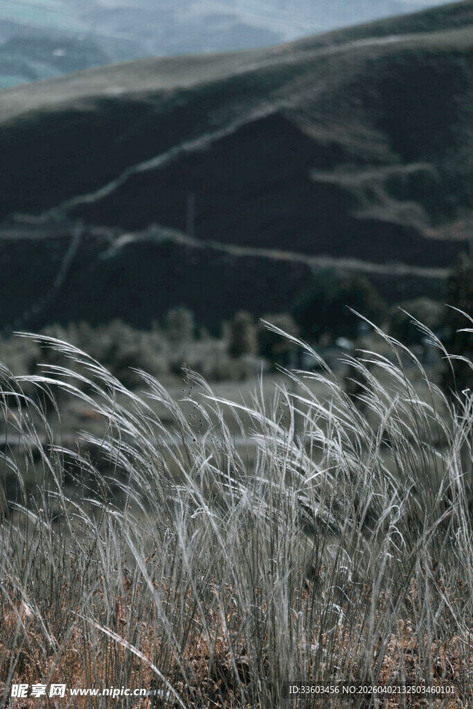 山间摇曳的银白色野草