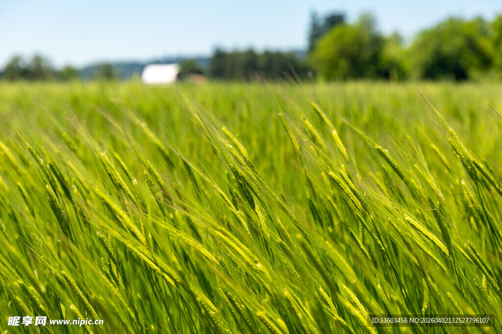 翠绿麦田