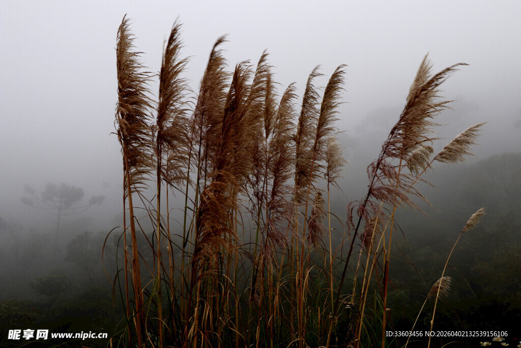 雾中摇曳的芦苇