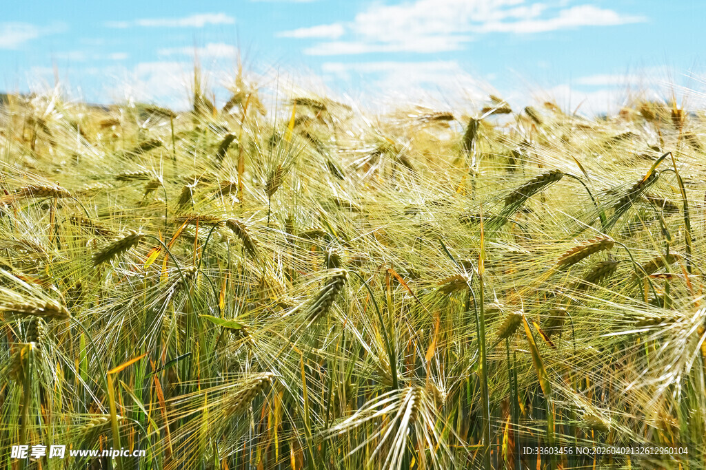 金黄麦田