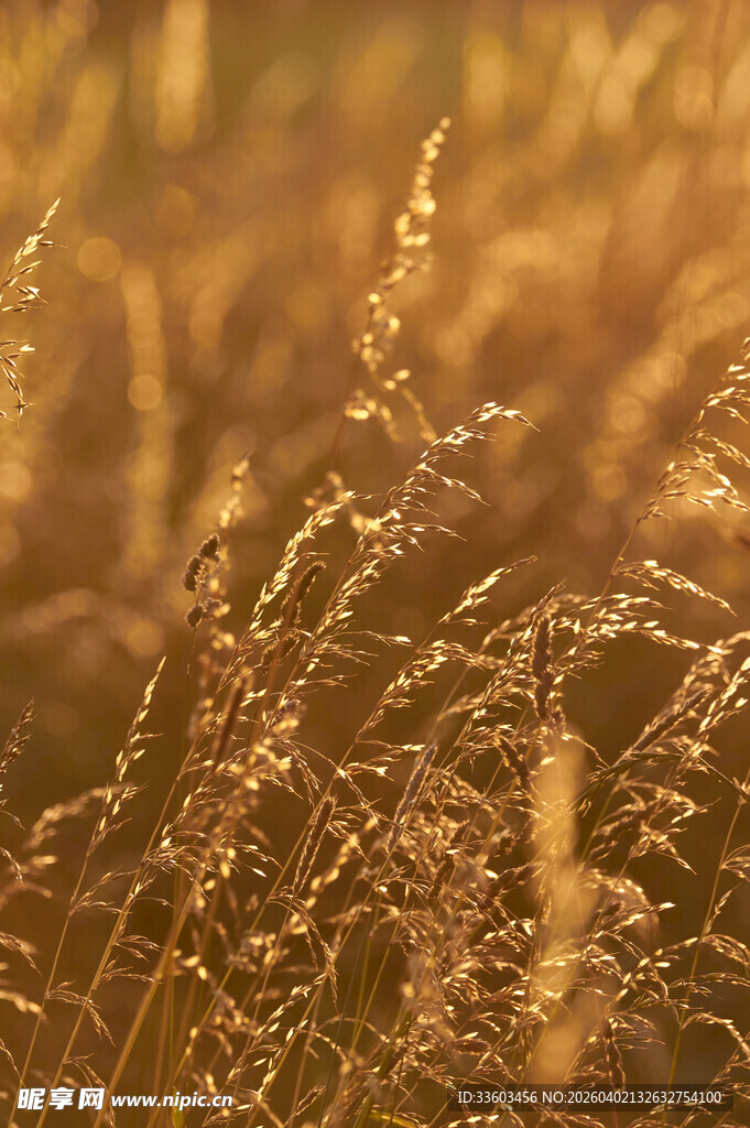 秋日金黄野草美景