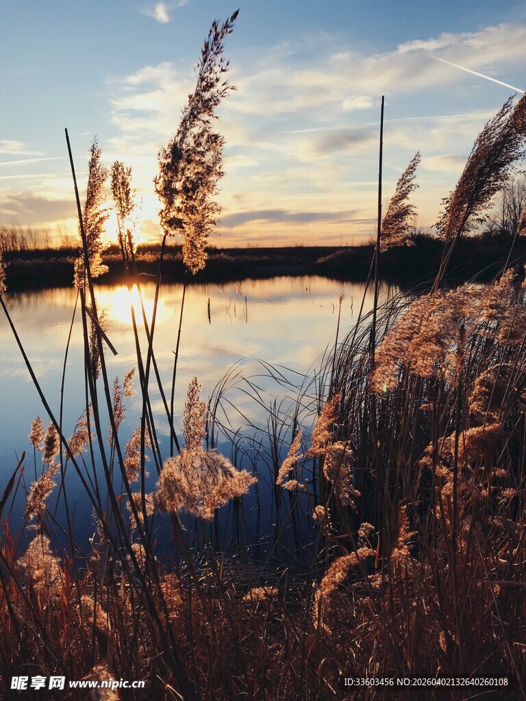 夕阳下湖畔的芦苇美景