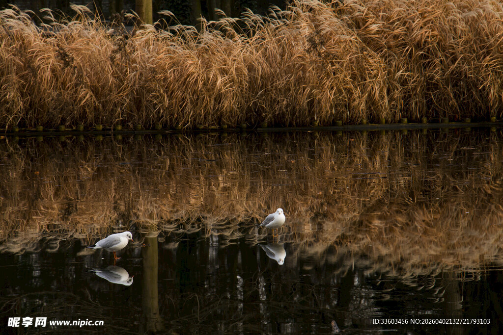 湖面双鸟与芦苇倒影