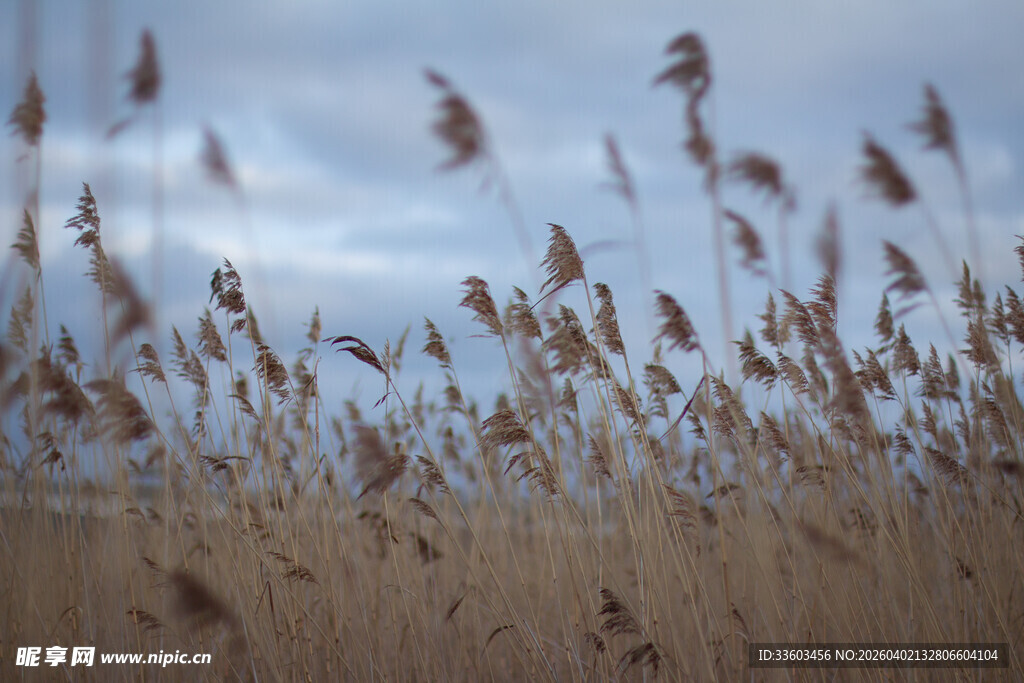 风中摇曳的金黄芦苇
