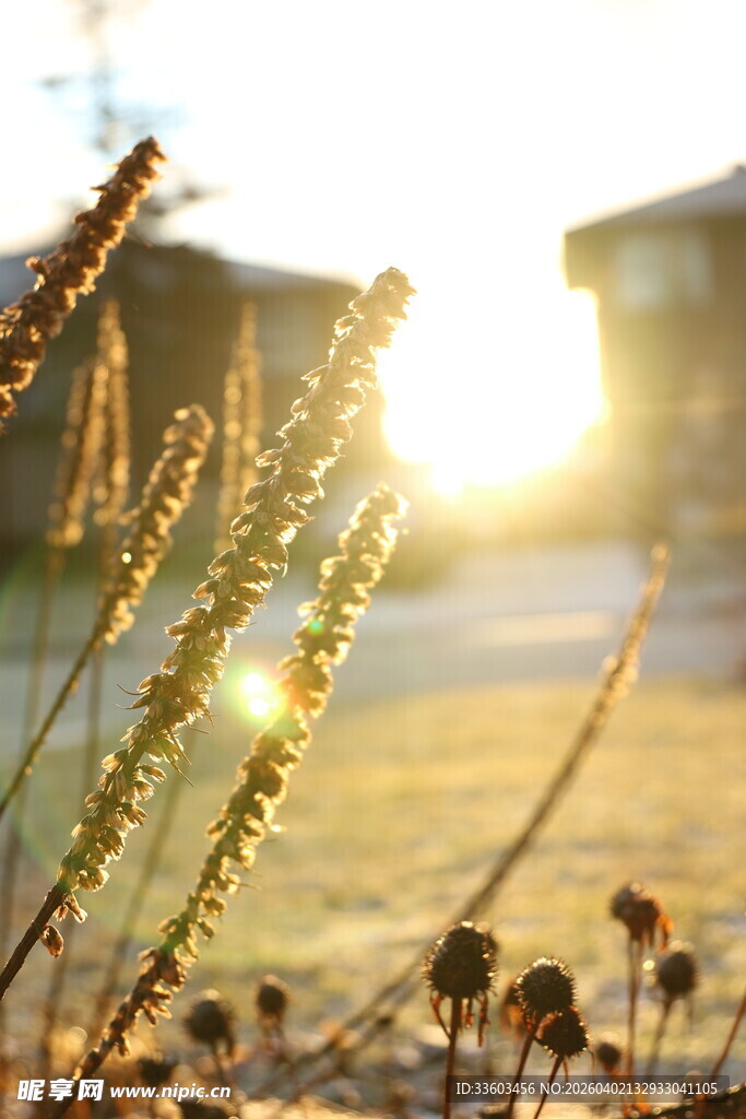 夕阳下的植物与远处建筑