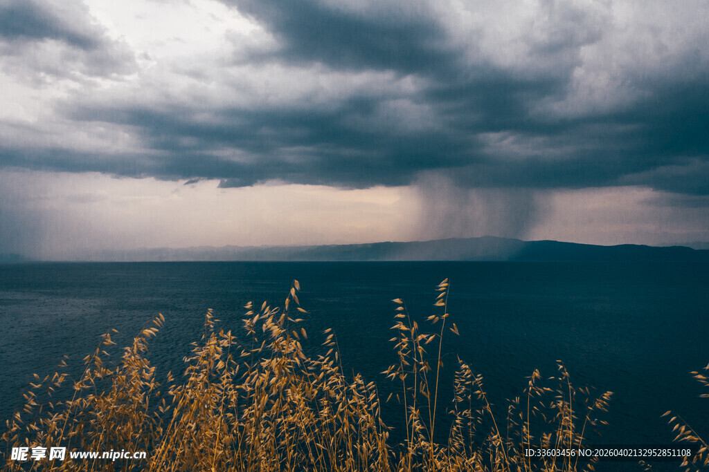 乌云下的旷野与金黄植被