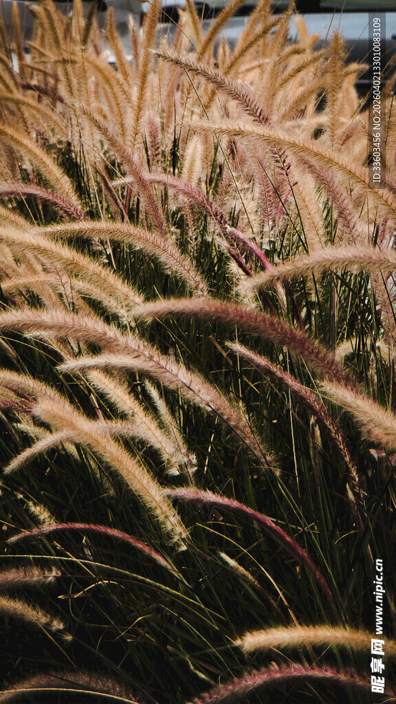 金黄摇曳的观赏草