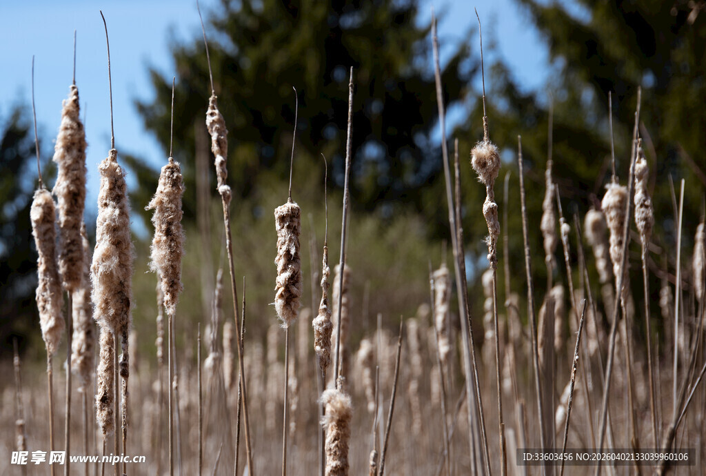 田野中的芦苇植物景观