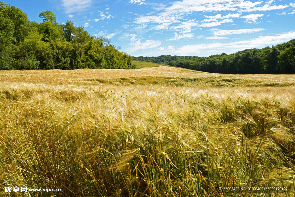 金黄麦田间的葱郁树林