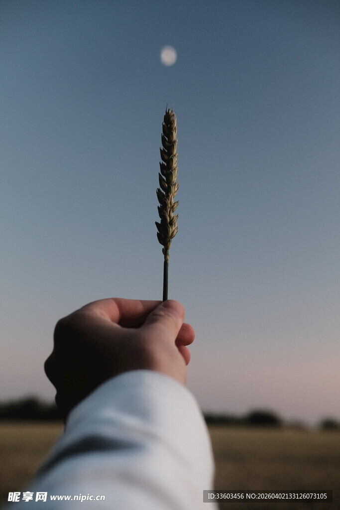 手擎麦穗