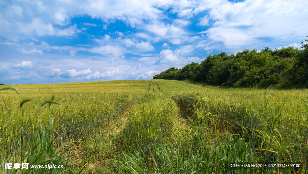 田野间的绿色小径