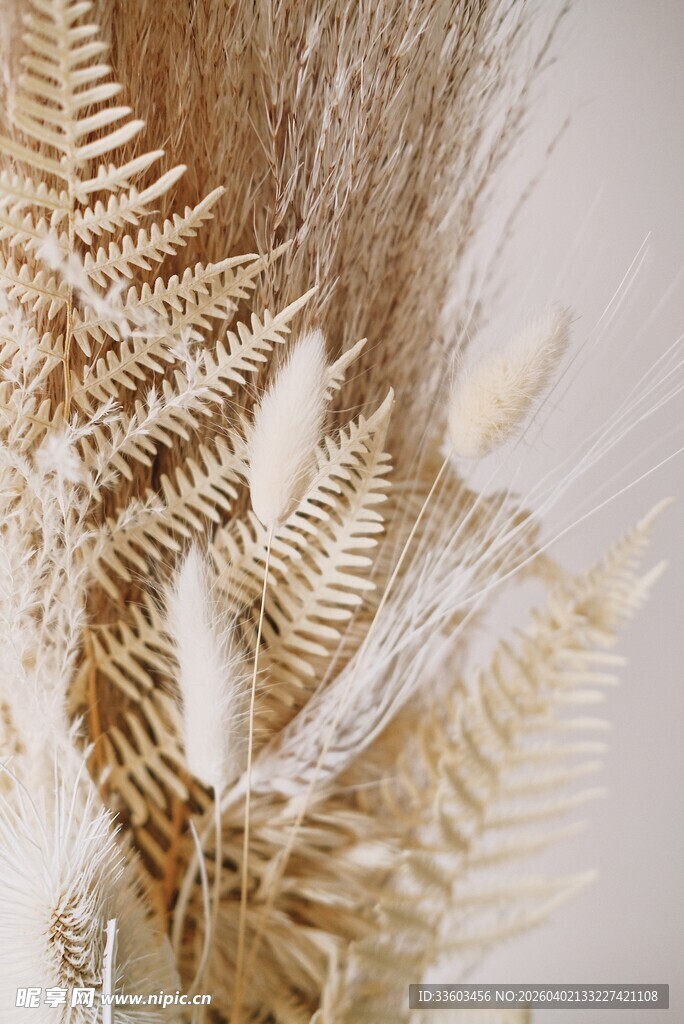 干花蕨类静物特写