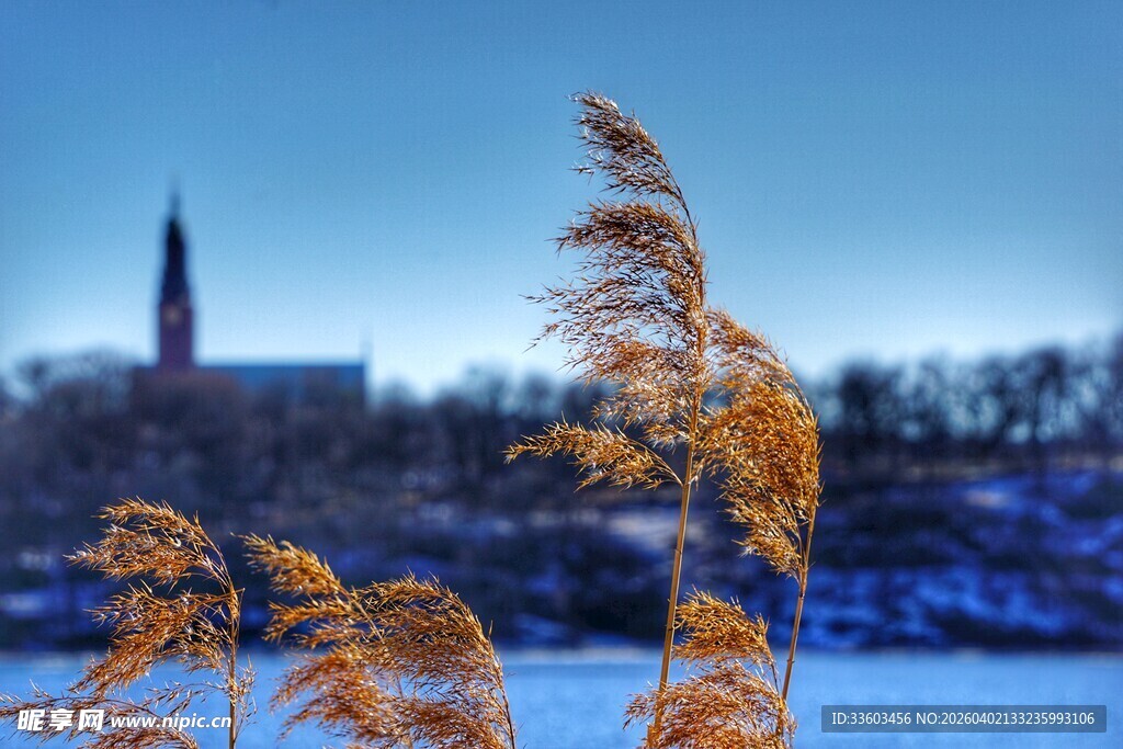 湖畔芦苇与远处尖顶建筑