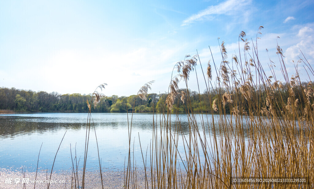 湖畔芦苇