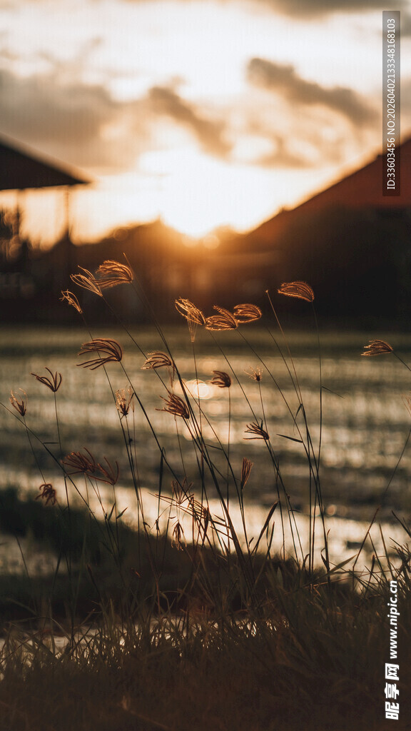 夕阳下的田野风光