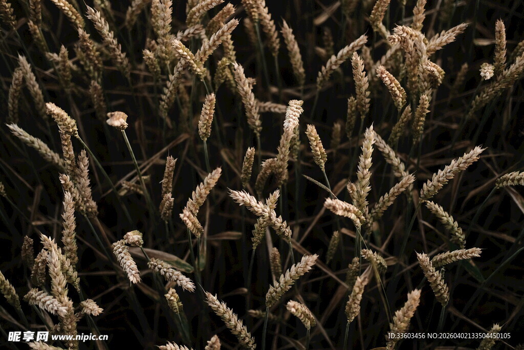 成熟麦穗特写